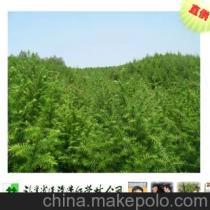 缅甸种植合作新机遇 助力农林牧渔项目蓬勃发展